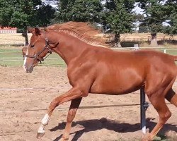 dressage horse Wallach v dark Sensation (Oldenburg, 2017, from Dark Sensation)