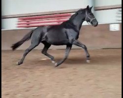 broodmare Stute v Amandari (Oldenburg, 2015, from Amandari)