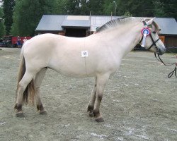 broodmare Edna N.2586 (Fjord Horse, 1988, from Ernarson N.1843)