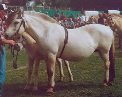 broodmare Evelyn N.14595 (Fjord Horse, 1981, from Haugull N.1821)