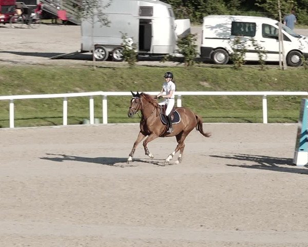 Pferdesporttage Bülach 2021