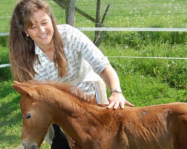 horse Petit Coeur (Oldenburg, 2009, from Laureano)