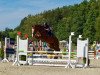 dressage horse Palmiro 15 (German Sport Horse, 2012, from Palmares)