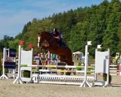 dressage horse Palmiro 15 (German Sport Horse, 2012, from Palmares)