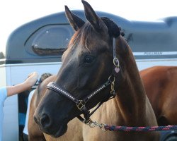 dressage horse Sommerliebe (Trakehner, 2013, from E.H. Millennium)