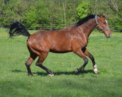 horse Brooklyn (KWPN (Royal Dutch Sporthorse), 2006, from Landlord)