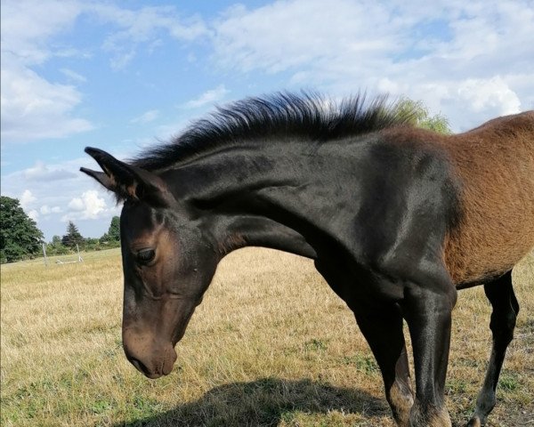 dressage horse Crazy in love (Hanoverian, 2021, from Cadeau Noir)