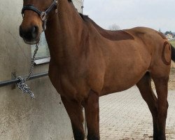 Pferd Caspar 156 (Hannoveraner, 2000, von Crazy Classic)