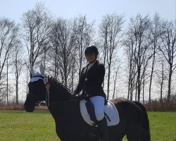 dressage horse Elvis 202 (Hanoverian, 2006, from Ludger G)