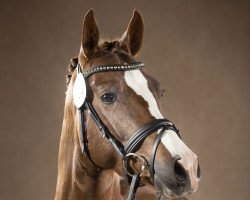 jumper Victor (German Riding Pony, 2016, from Vincenzo NRW)