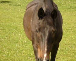 broodmare Vienetta (Holsteiner, 1983, from Coriolan)