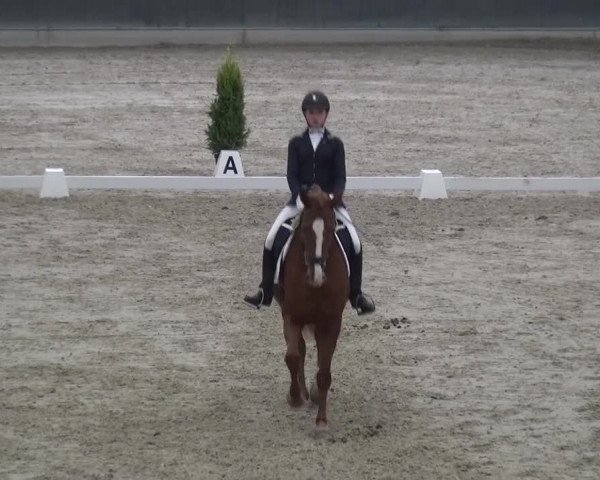 Reitturnier Mönchengladbach-Abtshof 2016