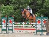 jumper Nion van het Scheldehof (Belgian Warmblood, 2013, from Diamant de Semilly)