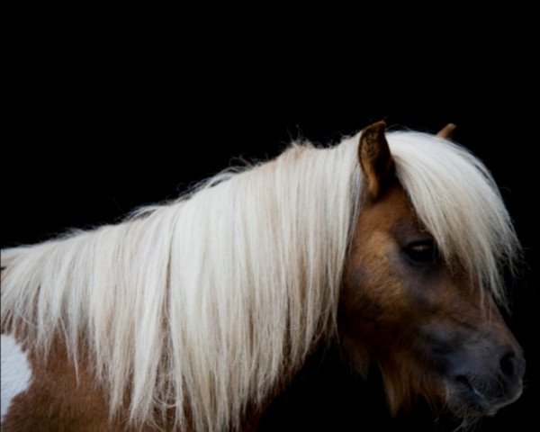 Pferd Sam (Shetland Pony (unter 87 cm),  )