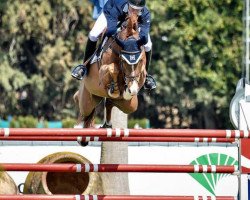 jumper Chicago's Boy (Holsteiner, 2009, from Carrico)