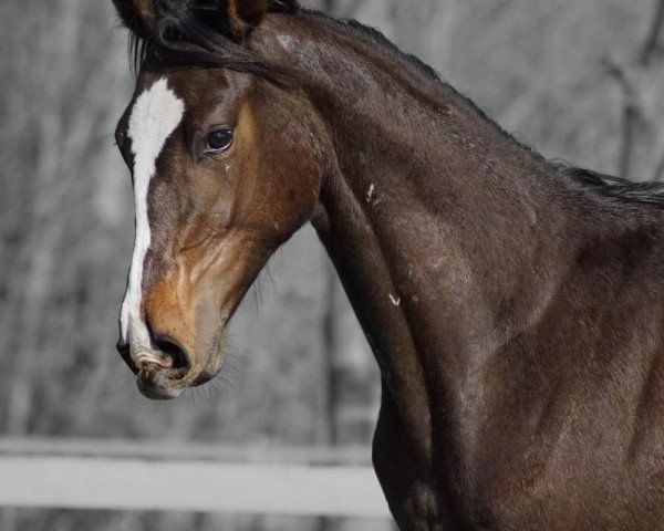 jumper Fiorenzo W (Hanoverian, 2018, from Figari)