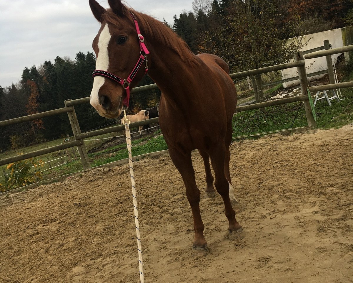 horse Wassily 9 (Bavarian, 1994, from Weltweit)