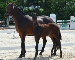 dressage horse Fashion Filou WH (Westphalian, 2019, from Fashion In Black NRW)