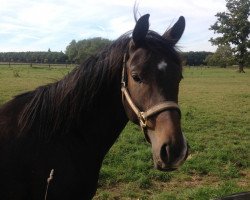 dressage horse Herbstprinz 5 (Trakehner, 2011, from Houston)