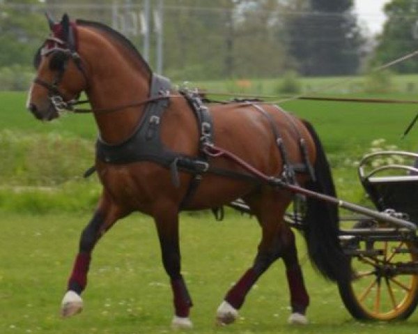 dressage horse Napéro (Freiberger, 2013, from Noble Coeur)