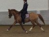 broodmare Loreen (German Riding Pony, 2004, from FS Don't Worry)