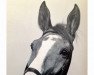 stallion Dux (Hanoverian, 1948, from Duellant)