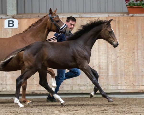 Dressurpferd Heitholms Real Love (Deutsches Reitpony, 2016, von Ovaro)