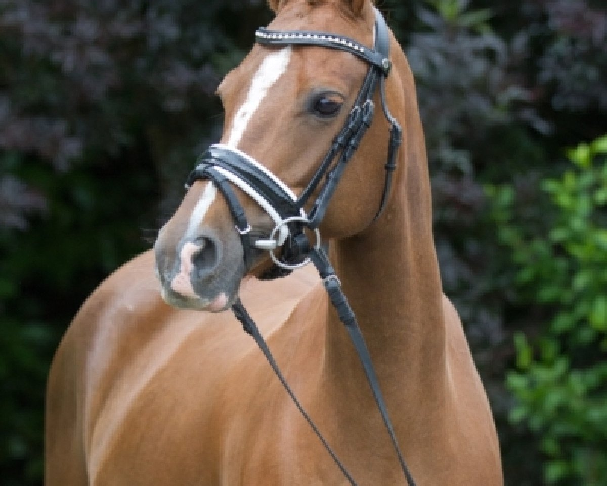 broodmare HSD Race (unknown, 2008, from Marsvogel xx)