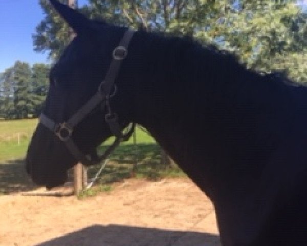 dressage horse Heitholms Real Hope (German Riding Pony, 2017, from Ovaro)