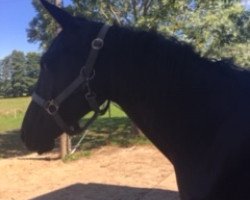 dressage horse Heitholms Real Hope (German Riding Pony, 2017, from Ovaro)