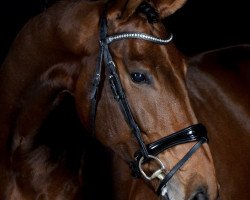 dressage horse Vitus V (Westphalian, 2012, from Vitalis)