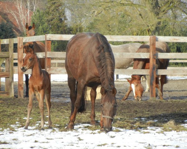 broodmare Romy (Hanoverian, 1998, from Rohdiamant)