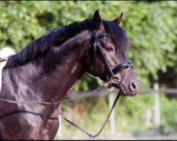 dressage horse Never Say No SN (German Riding Pony, 2009, from Nemax)