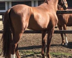 stallion Sucafano (Hanoverian, 2014, from Spartacus TN)