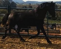 horse Cabañero de Finca Barroco (Friese,  )