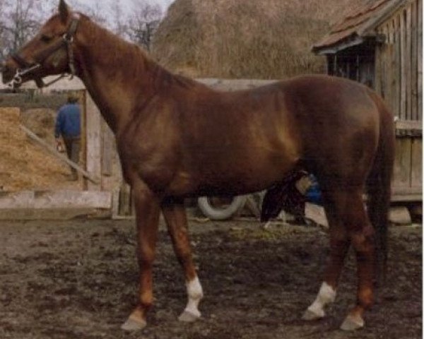 horse Korhely II-14 (Hungarian Warmblood, 1986, from Korhely-1)