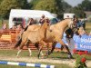 dressage horse Diego de Lux MT (German Riding Pony, 2018, from Dornik B)