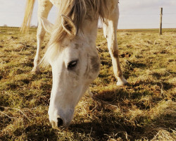 Pferd Ameen Hilaal ox (Vollblutaraber, 1999, von Serenity Habib EAO)