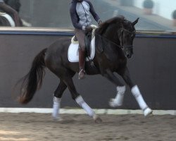 dressage horse Louisiana (Hannoveraner, 2015, from Livaldon)