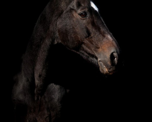 Pferd Ingo (Trakehner, 1995, von Beg xx)