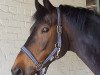 dressage horse Donner Karlson (Hanoverian, 2009, from Desperados FRH)