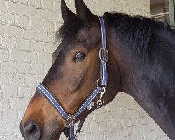 dressage horse Donner Karlson (Hanoverian, 2009, from Desperados FRH)