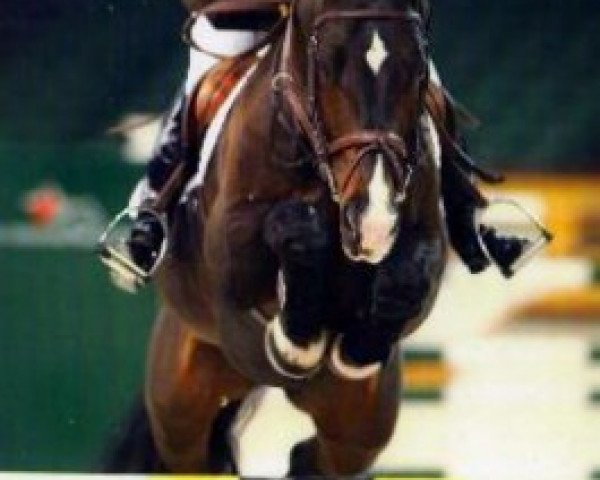 stallion Just Do It (Dutch Warmblood, 1987, from Jasper)