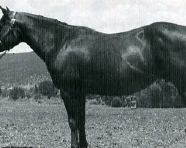 Zuchtstute Poco Texas Sue (Quarter Horse, 1963, von Texas Pine)