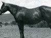 Zuchtstute Poco Texas Sue (Quarter Horse, 1963, von Texas Pine)