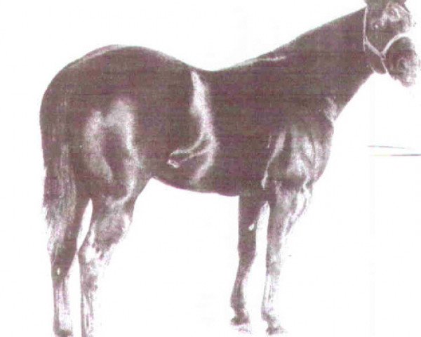 Deckhengst Texas Pine (Quarter Horse, 1960, von Poco Pine)