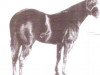 Deckhengst Texas Pine (Quarter Horse, 1960, von Poco Pine)