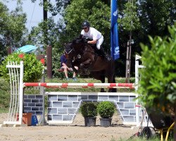 jumper Little Rock P (German Sport Horse, 2013, from Light On OLD)