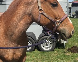 dressage horse Holle (Hungarian Warmblood,  )