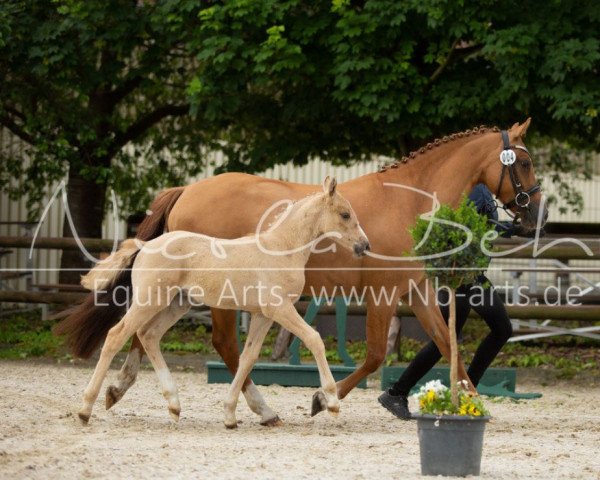 dressage horse Dance Boy (German Riding Pony, 2019, from Desmond)